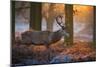 A Large Majestic Red Deer Stag in the Orange Early Morning Glow in Richmond Park-Alex Saberi-Mounted Photographic Print