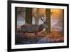 A Large Majestic Red Deer Stag in the Orange Early Morning Glow in Richmond Park-Alex Saberi-Framed Photographic Print