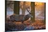 A Large Majestic Red Deer Stag in the Orange Early Morning Glow in Richmond Park-Alex Saberi-Mounted Photographic Print