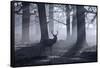 A Large Male Red Deer Stag, Cervus Elaphus, Walks In Richmond Park At Dawn-Alex Saberi-Framed Stretched Canvas