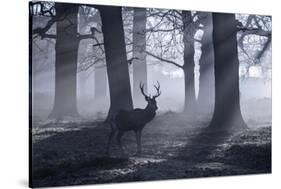 A Large Male Red Deer Stag, Cervus Elaphus, Walks In Richmond Park At Dawn-Alex Saberi-Stretched Canvas