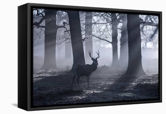 A Large Male Red Deer Stag, Cervus Elaphus, Walks In Richmond Park At Dawn-Alex Saberi-Framed Stretched Canvas