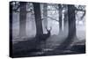 A Large Male Red Deer Stag, Cervus Elaphus, Walks In Richmond Park At Dawn-Alex Saberi-Stretched Canvas