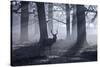 A Large Male Red Deer Stag, Cervus Elaphus, Walks In Richmond Park At Dawn-Alex Saberi-Stretched Canvas