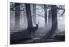 A Large Male Red Deer Stag, Cervus Elaphus, Walks In Richmond Park At Dawn-Alex Saberi-Framed Photographic Print