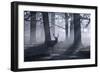 A Large Male Red Deer Stag, Cervus Elaphus, Walks In Richmond Park At Dawn-Alex Saberi-Framed Photographic Print