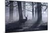 A Large Male Red Deer Stag, Cervus Elaphus, Walks In Richmond Park At Dawn-Alex Saberi-Mounted Photographic Print