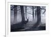 A Large Male Red Deer Stag, Cervus Elaphus, Walks In Richmond Park At Dawn-Alex Saberi-Framed Photographic Print