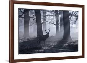 A Large Male Red Deer Stag, Cervus Elaphus, Walks In Richmond Park At Dawn-Alex Saberi-Framed Photographic Print