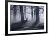 A Large Male Red Deer Stag, Cervus Elaphus, Walks In Richmond Park At Dawn-Alex Saberi-Framed Photographic Print