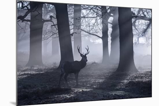 A Large Male Red Deer Stag, Cervus Elaphus, Walks In Richmond Park At Dawn-Alex Saberi-Mounted Photographic Print