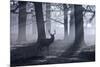 A Large Male Red Deer Stag, Cervus Elaphus, Walks In Richmond Park At Dawn-Alex Saberi-Mounted Photographic Print