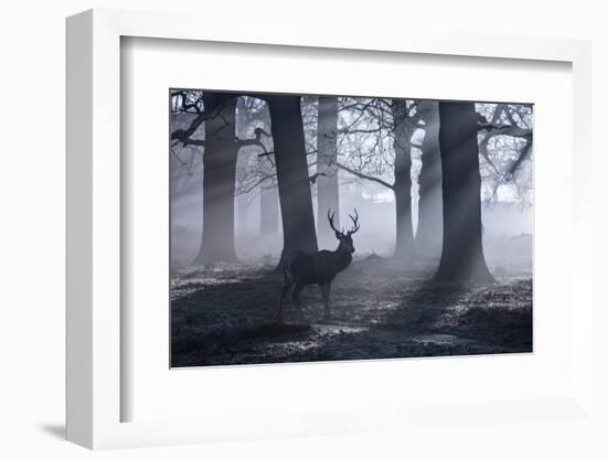 A Large Male Red Deer Stag, Cervus Elaphus, Walks In Richmond Park At Dawn-Alex Saberi-Framed Premium Photographic Print