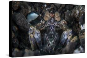 A Large Mantis Shrimp Waits to Ambush Prey on a Reef-Stocktrek Images-Stretched Canvas