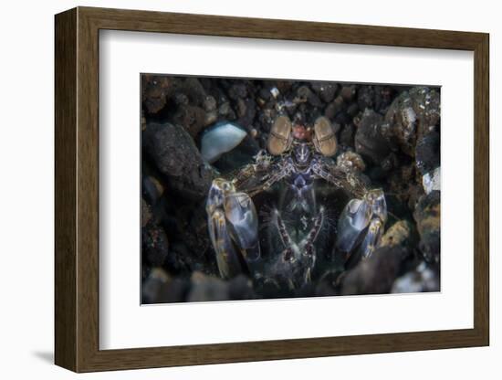 A Large Mantis Shrimp Waits to Ambush Prey on a Reef-Stocktrek Images-Framed Photographic Print