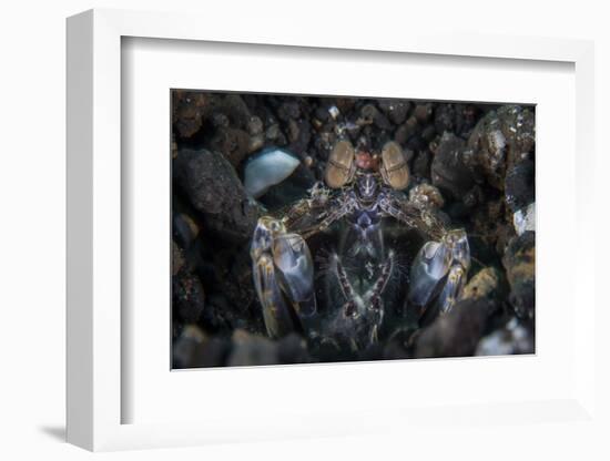 A Large Mantis Shrimp Waits to Ambush Prey on a Reef-Stocktrek Images-Framed Photographic Print