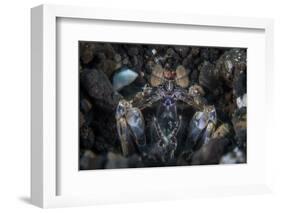 A Large Mantis Shrimp Waits to Ambush Prey on a Reef-Stocktrek Images-Framed Photographic Print