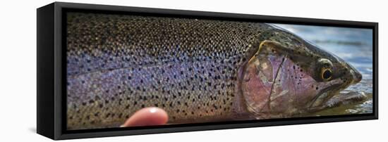 A Large Rainbow Trout Ready to Be Released on the Henry's Fork River in Idaho.-Clint Losee-Framed Stretched Canvas