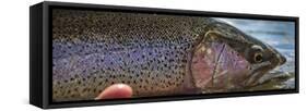 A Large Rainbow Trout Ready to Be Released on the Henry's Fork River in Idaho.-Clint Losee-Framed Stretched Canvas