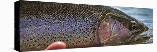 A Large Rainbow Trout Ready to Be Released on the Henry's Fork River in Idaho.-Clint Losee-Stretched Canvas