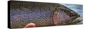 A Large Rainbow Trout Ready to Be Released on the Henry's Fork River in Idaho.-Clint Losee-Stretched Canvas