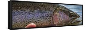 A Large Rainbow Trout Ready to Be Released on the Henry's Fork River in Idaho.-Clint Losee-Framed Stretched Canvas