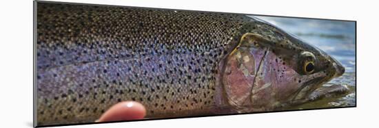 A Large Rainbow Trout Ready to Be Released on the Henry's Fork River in Idaho.-Clint Losee-Mounted Photographic Print