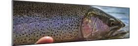 A Large Rainbow Trout Ready to Be Released on the Henry's Fork River in Idaho.-Clint Losee-Mounted Photographic Print