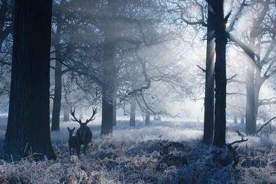 https://imgc.allpostersimages.com/img/posters/a-large-red-deer-stag-and-fawn-cervus-elaphus-make-their-way-through-richmond-park-at-dawn_u-L-Q19NKGE0.jpg?artPerspective=n