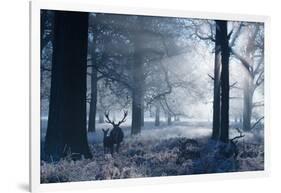 A Large Red Deer Stag And Fawn, Cervus Elaphus, Make Their Way Through Richmond Park At Dawn-Alex Saberi-Framed Photographic Print