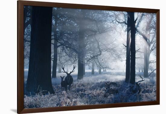 A Large Red Deer Stag And Fawn, Cervus Elaphus, Make Their Way Through Richmond Park At Dawn-Alex Saberi-Framed Photographic Print