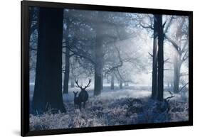 A Large Red Deer Stag And Fawn, Cervus Elaphus, Make Their Way Through Richmond Park At Dawn-Alex Saberi-Framed Photographic Print