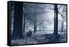 A Large Red Deer Stag And Fawn, Cervus Elaphus, Make Their Way Through Richmond Park At Dawn-Alex Saberi-Framed Stretched Canvas