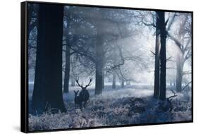 A Large Red Deer Stag And Fawn, Cervus Elaphus, Make Their Way Through Richmond Park At Dawn-Alex Saberi-Framed Stretched Canvas