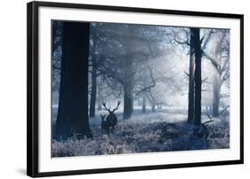 A Large Red Deer Stag And Fawn, Cervus Elaphus, Make Their Way Through Richmond Park At Dawn-Alex Saberi-Framed Photographic Print