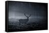 A Large Red Deer Stag, Cervus Elaphus, In Richmond Park At Dawn-Alex Saberi-Framed Stretched Canvas