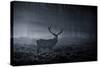 A Large Red Deer Stag, Cervus Elaphus, In Richmond Park At Dawn-Alex Saberi-Stretched Canvas