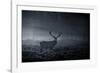 A Large Red Deer Stag, Cervus Elaphus, In Richmond Park At Dawn-Alex Saberi-Framed Photographic Print