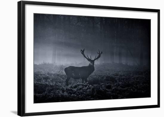 A Large Red Deer Stag, Cervus Elaphus, In Richmond Park At Dawn-Alex Saberi-Framed Photographic Print