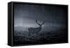 A Large Red Deer Stag, Cervus Elaphus, In Richmond Park At Dawn-Alex Saberi-Framed Stretched Canvas