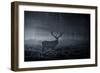 A Large Red Deer Stag, Cervus Elaphus, In Richmond Park At Dawn-Alex Saberi-Framed Photographic Print