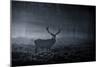 A Large Red Deer Stag, Cervus Elaphus, In Richmond Park At Dawn-Alex Saberi-Mounted Photographic Print