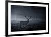 A Large Red Deer Stag, Cervus Elaphus, In Richmond Park At Dawn-Alex Saberi-Framed Photographic Print