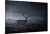 A Large Red Deer Stag, Cervus Elaphus, In Richmond Park At Dawn-Alex Saberi-Mounted Photographic Print