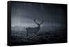 A Large Red Deer Stag, Cervus Elaphus, In Richmond Park At Dawn-Alex Saberi-Framed Stretched Canvas