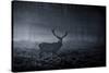 A Large Red Deer Stag, Cervus Elaphus, In Richmond Park At Dawn-Alex Saberi-Stretched Canvas