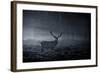 A Large Red Deer Stag, Cervus Elaphus, In Richmond Park At Dawn-Alex Saberi-Framed Photographic Print