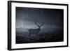 A Large Red Deer Stag, Cervus Elaphus, In Richmond Park At Dawn-Alex Saberi-Framed Photographic Print