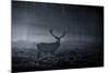 A Large Red Deer Stag, Cervus Elaphus, In Richmond Park At Dawn-Alex Saberi-Mounted Photographic Print