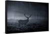 A Large Red Deer Stag, Cervus Elaphus, In Richmond Park At Dawn-Alex Saberi-Framed Stretched Canvas